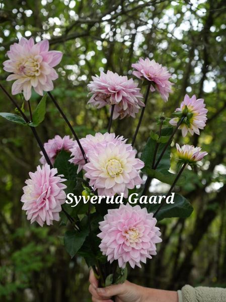 Hovedbilde Dahlia Karma Prospero