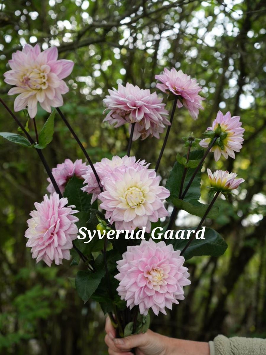 Dahlia Karma Prospero