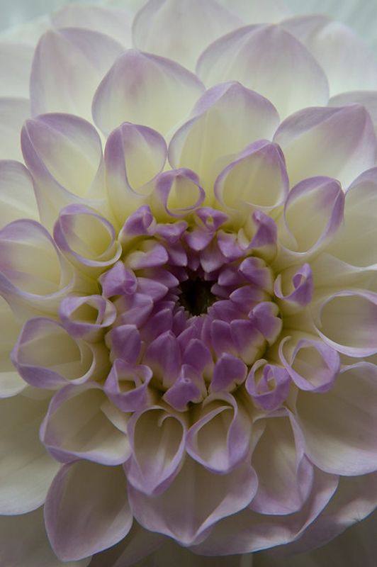 Dahlia Eveline 