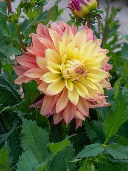 Hovedbilde Dahlia Blushing Lady Nyhet 2026