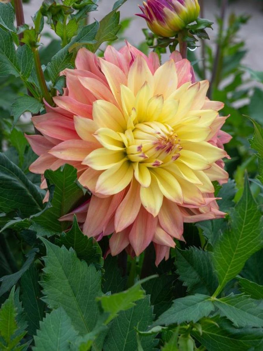 Dahlia Blushing Lady Nyhet 2026