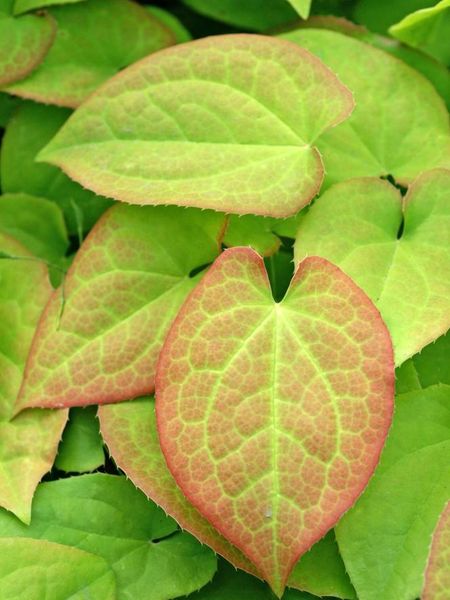 Hovedbilde Epimedium Orange Queen 1 stykk Nyhet