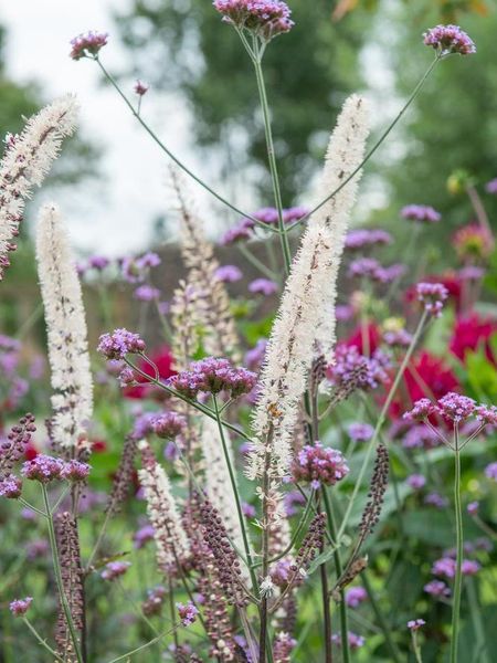 Hovedbilde Actaea simplex Chocoholic 1 stykk Nyhet