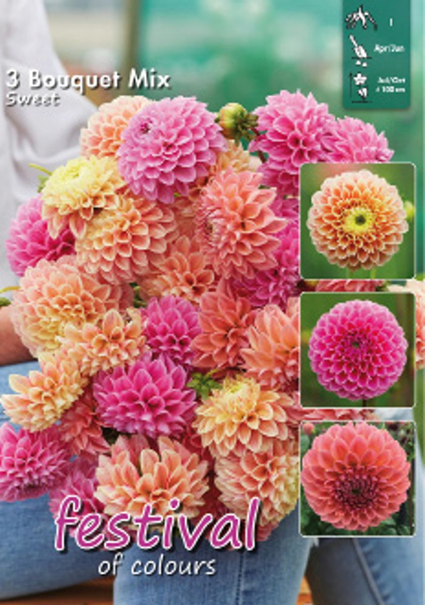 Dahlia Sweet Bouquet Collection ball Big Pack 3 knoller 