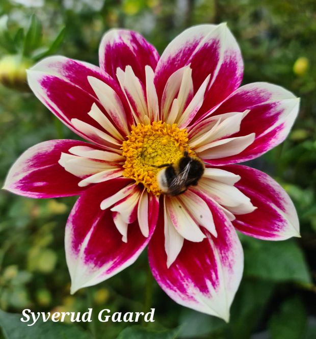Hovedbilde Dahlia Fashion Monger 