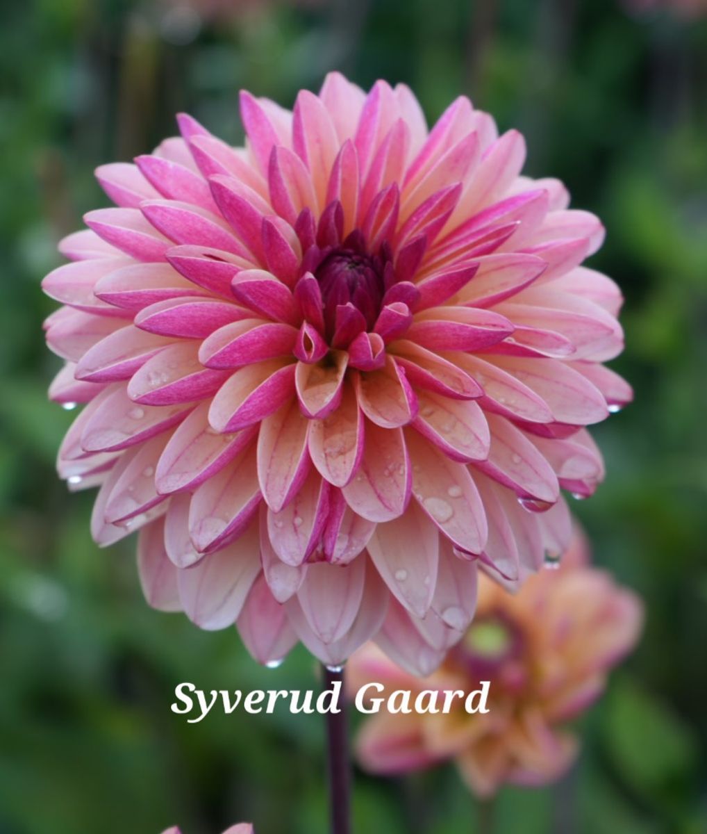  Dahlia Madame Antoinette  Nyhet 2026