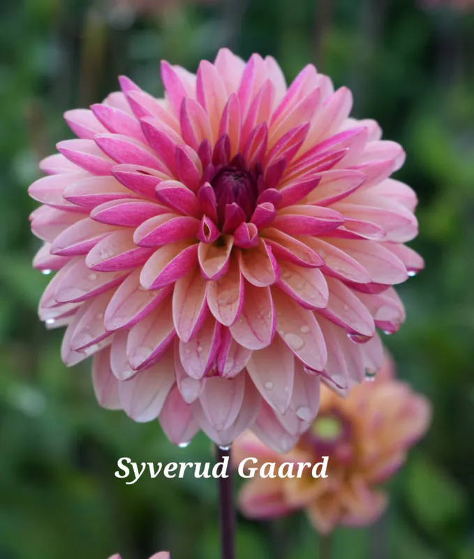 Dahlia Madame Antoinette 