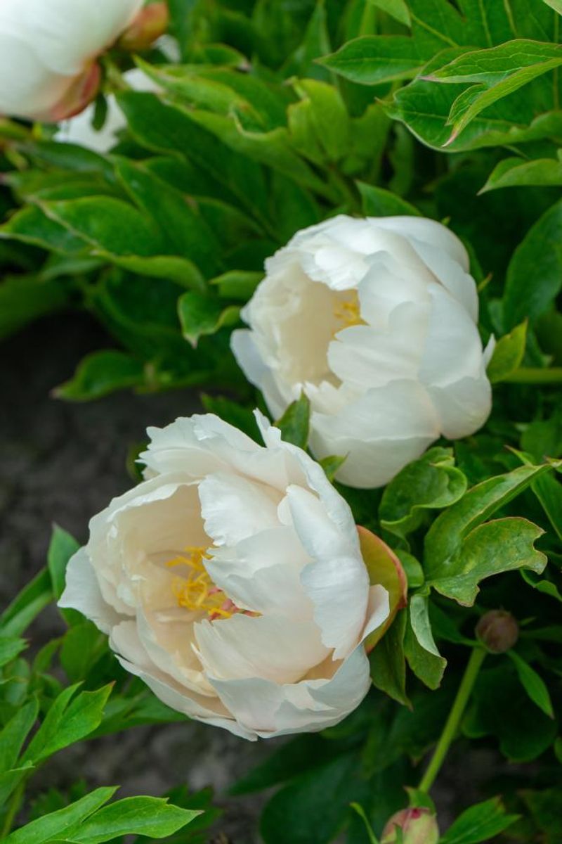 Paeonia Itoh Love Affair Nyhet