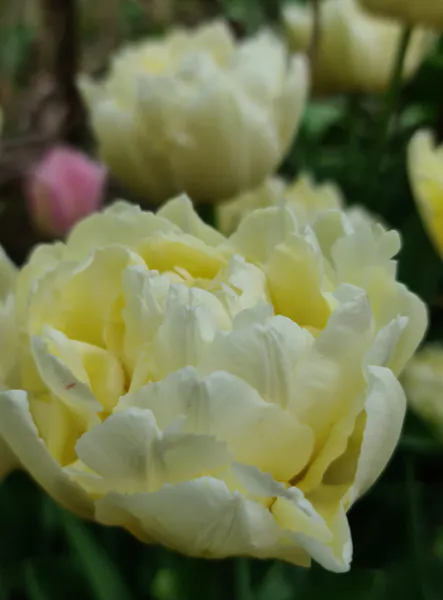 Hovedbilde Tulipan Charming Lady 10 stykk 