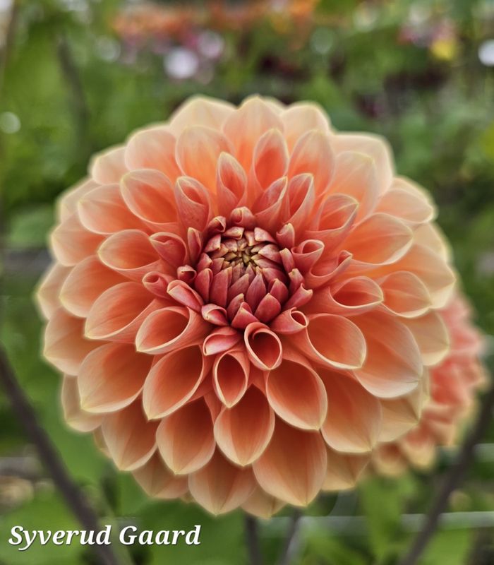 Dahlia Apricona 