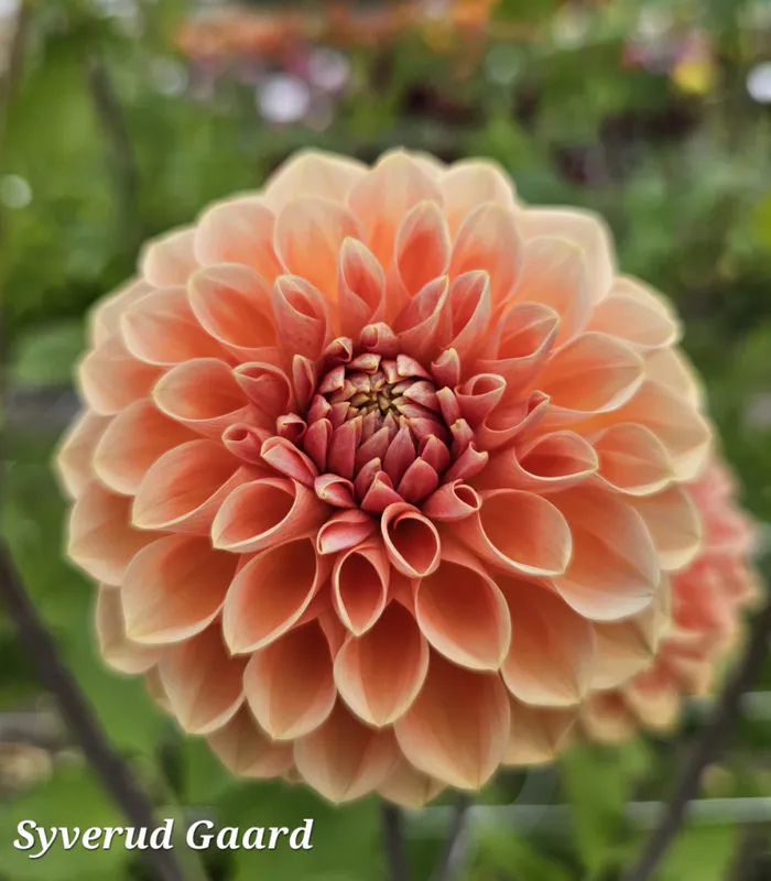 Dahlia Apricona 