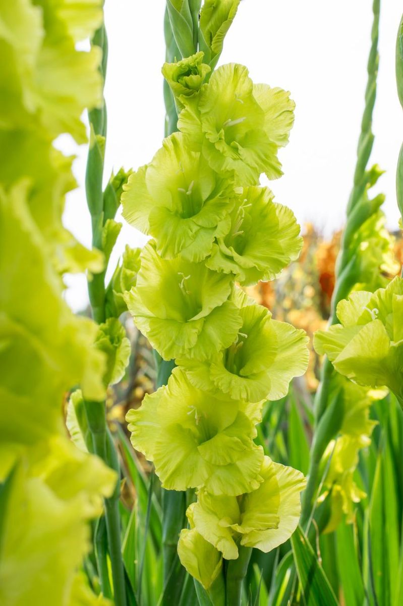 Gladiolus Green star 8 stykk