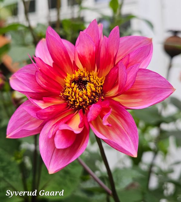 Hovedbilde Dahlia Princess Nadine