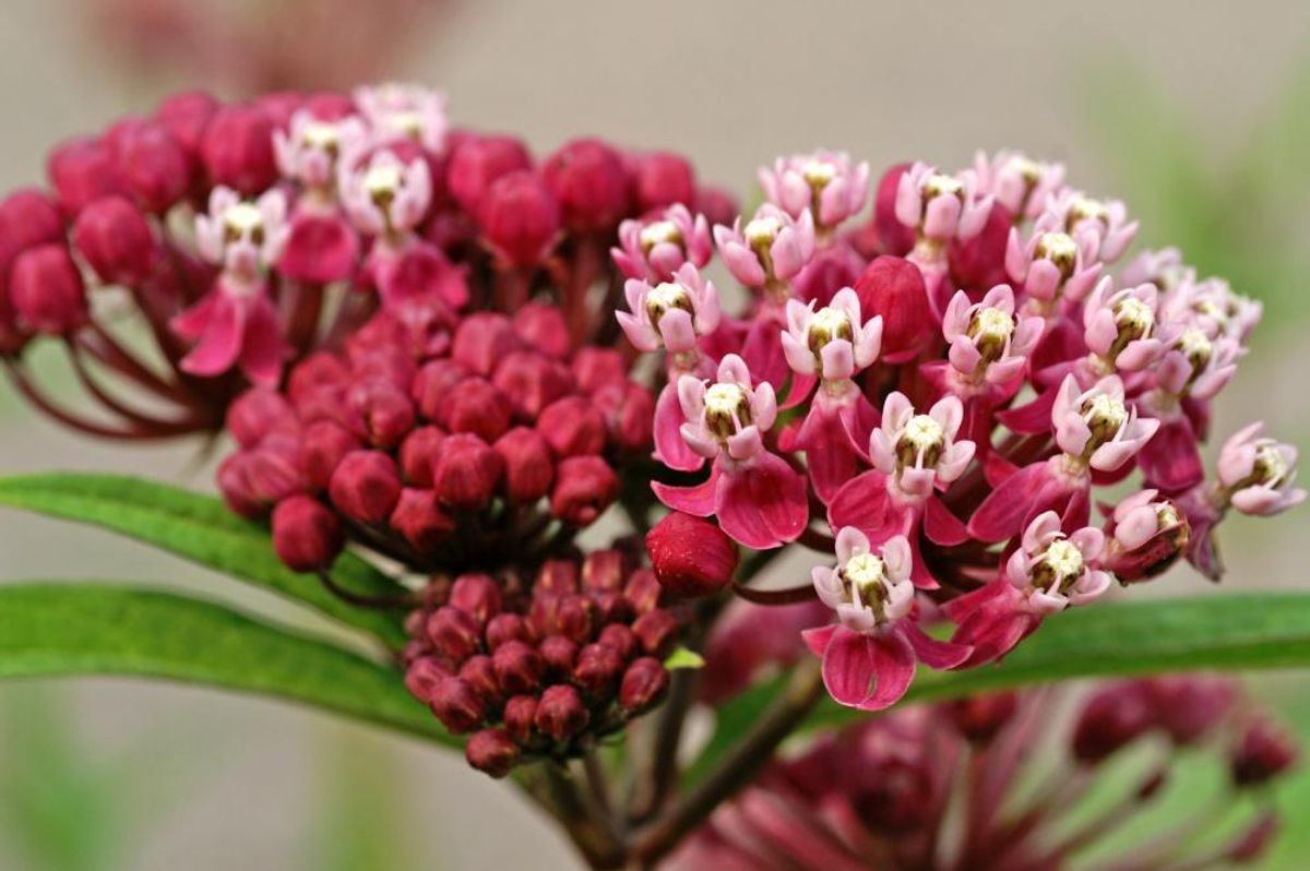 Asclepias Soulmate(silkeurt) 