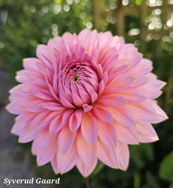 Dahlia Sweet Sanne 