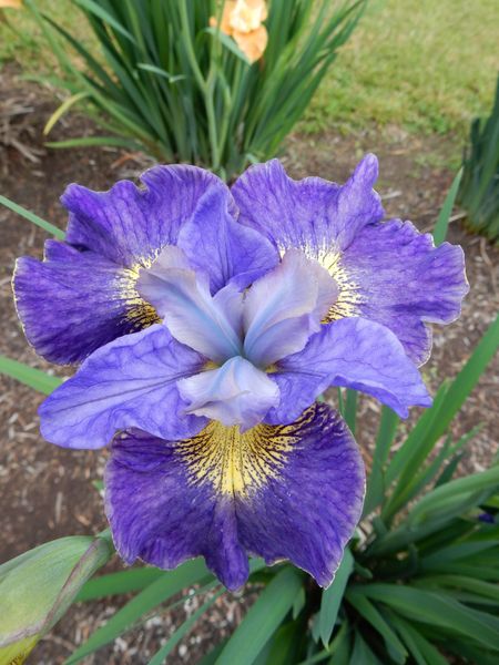 Hovedbilde Iris Sibirica Cape Cod Boys Nyhet 2026