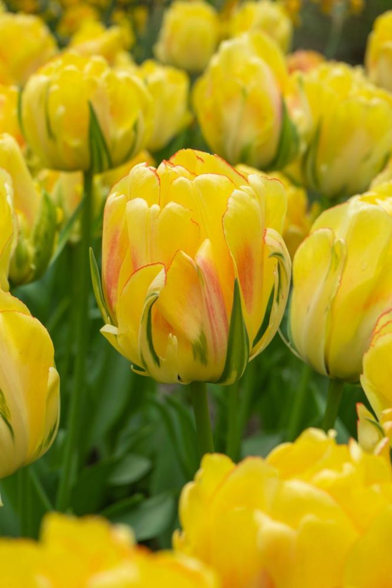 Tulipan Akebono 5stk 