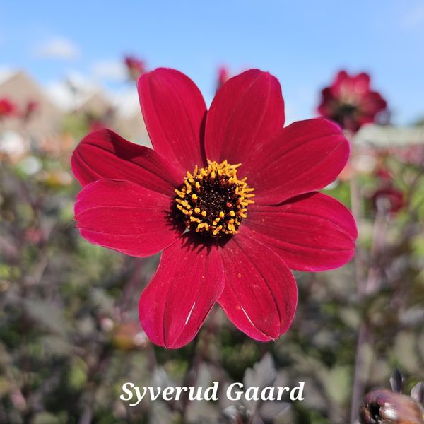 Hovedbilde Dahlia Bishop Of Auckland 