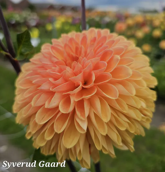 Hovedbilde Dahlia Amber Crystal 