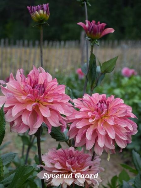 Hovedbilde Dahlia Dutch Delight  