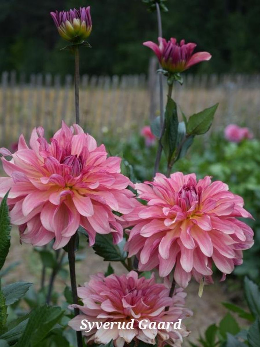 Dahlia Dutch Delight  