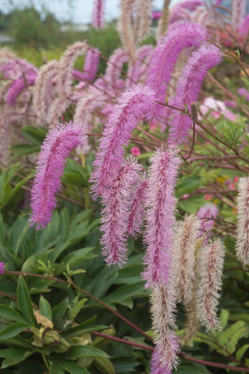 Sanguisorba hakusanensis Lilac Squirrel 1 stykk Nyhet