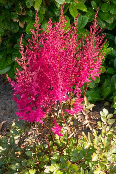 Hovedbilde Astilbe Mighty Chocolate Cherry 1 stykk Nyhet