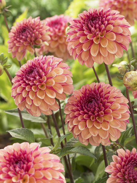 Hovedbilde Dahlia Palmares Nyhet 2026