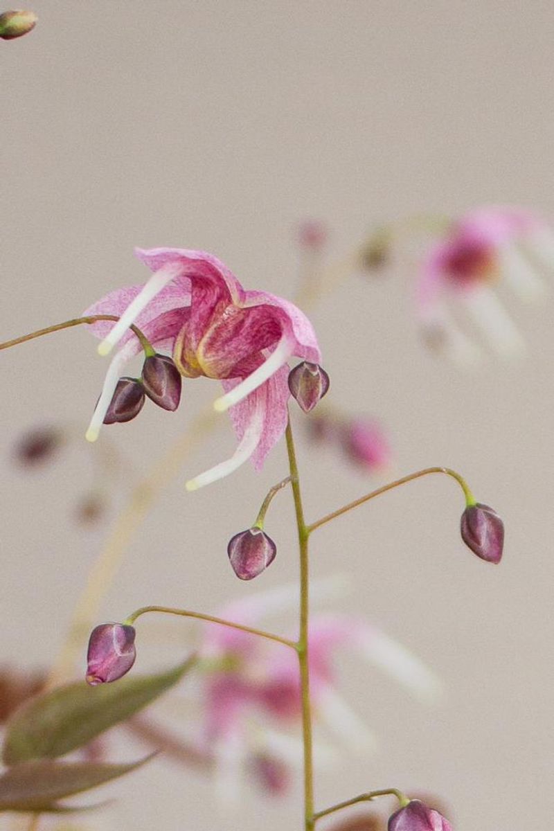 Epimedium Pretty in Pink 1 stykk Nyhet