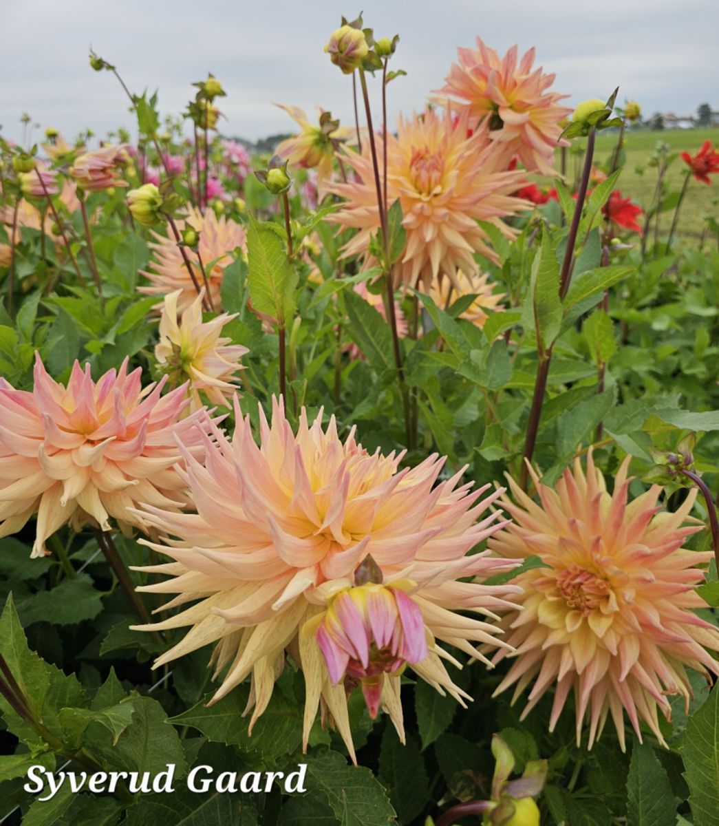Dahlia Penhill Autumn shade 
