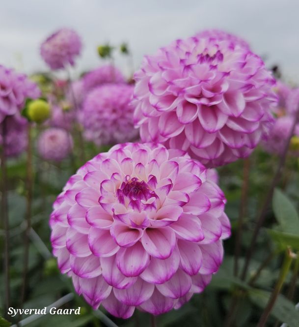 Hovedbilde Dahlia Genova 