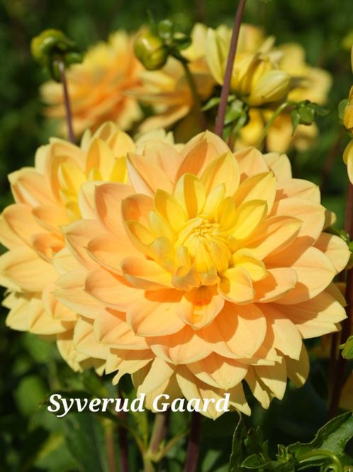 Hovedbilde Dahlia Monet Glory Nyhet 2027