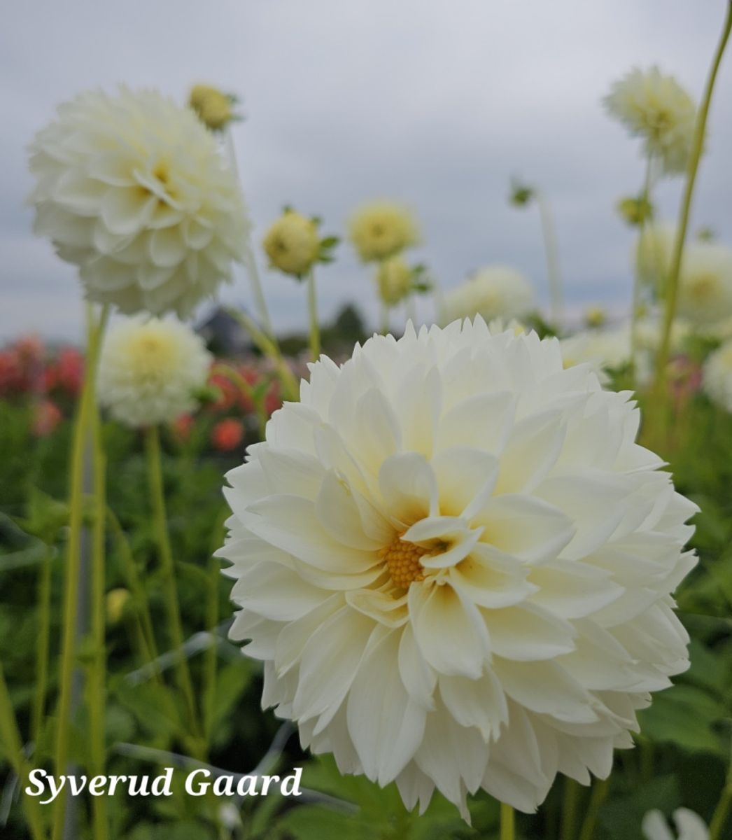 Dahlia Myama Fubuki