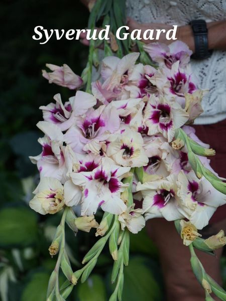 Hovedbilde Gladiolus Amber Mystique 10 stykk Nyhet