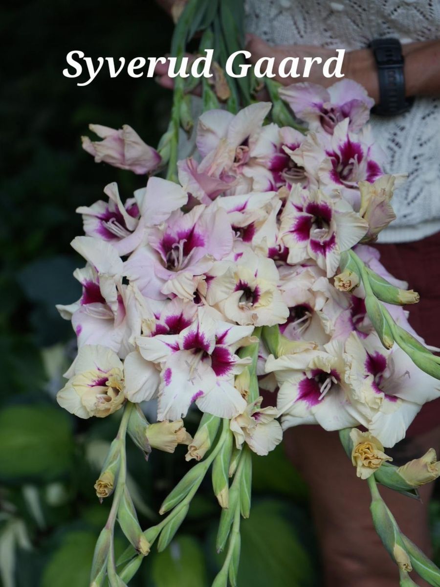 Gladiolus Amber Mystique 10 stykk Nyhet