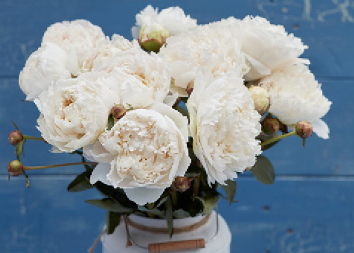 Paeonia Mothers Choice Nyhet