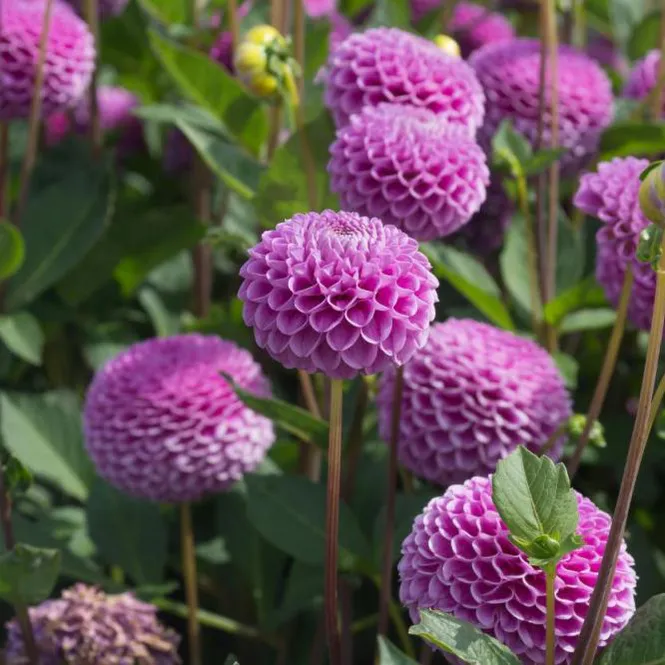 Hovedbilde Dahlia Franz Kafka 