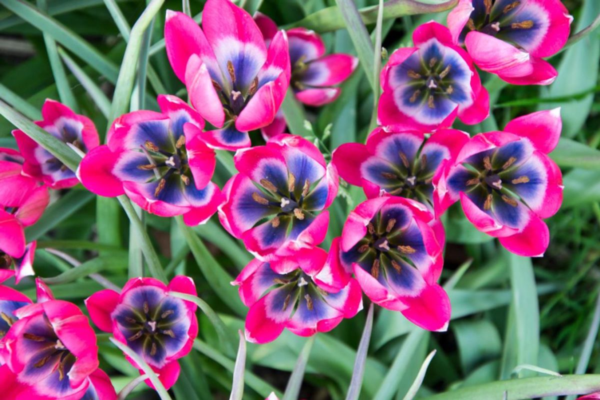Tulipan Little Beauty  10 stykk 