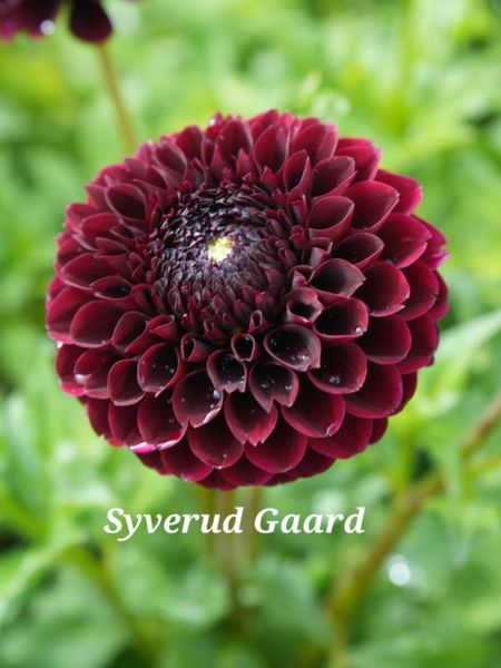 Hovedbilde Dahlia Jowey Mirella Nyhet 2026