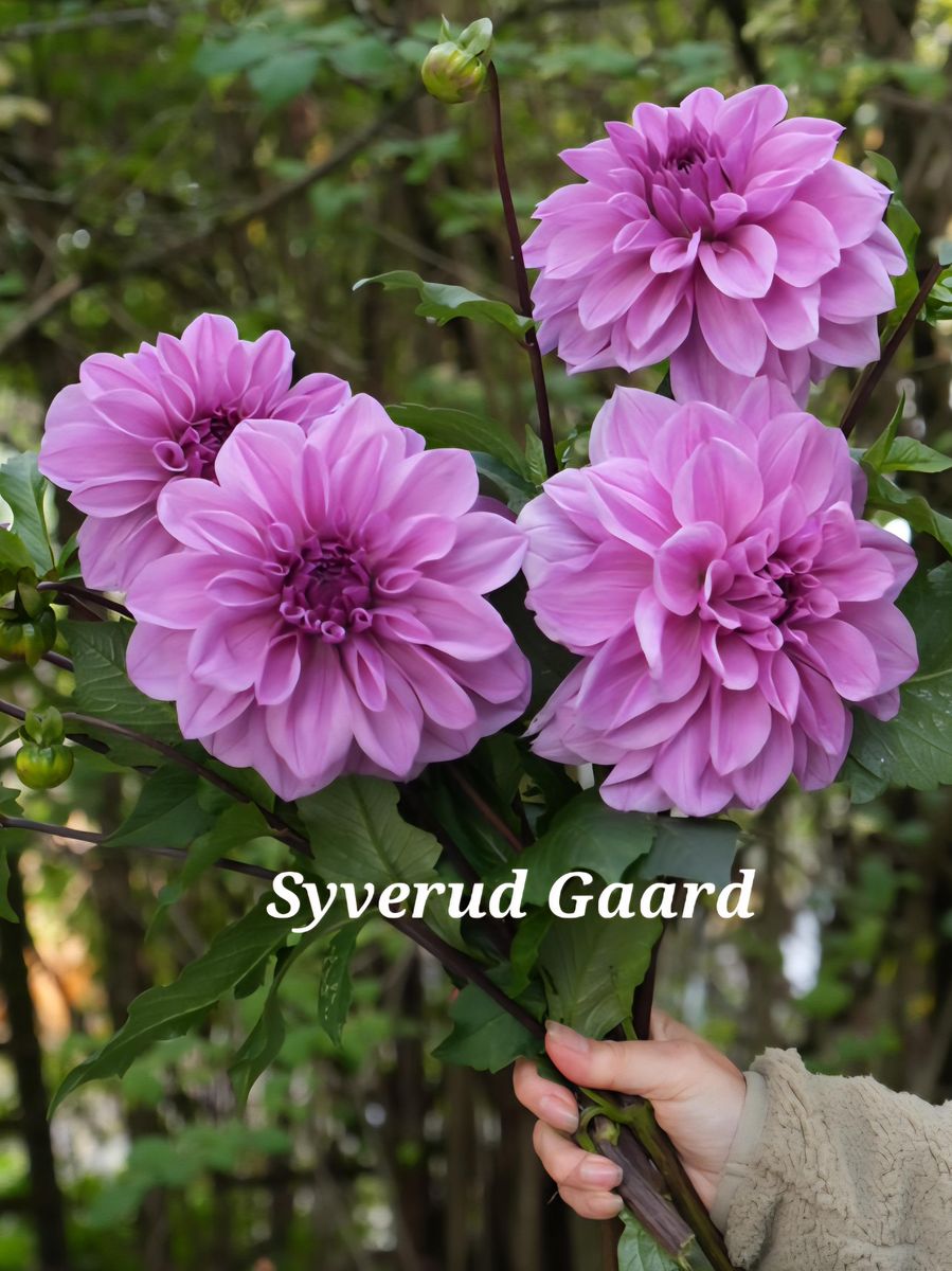 Dahlia Lilac Time 
