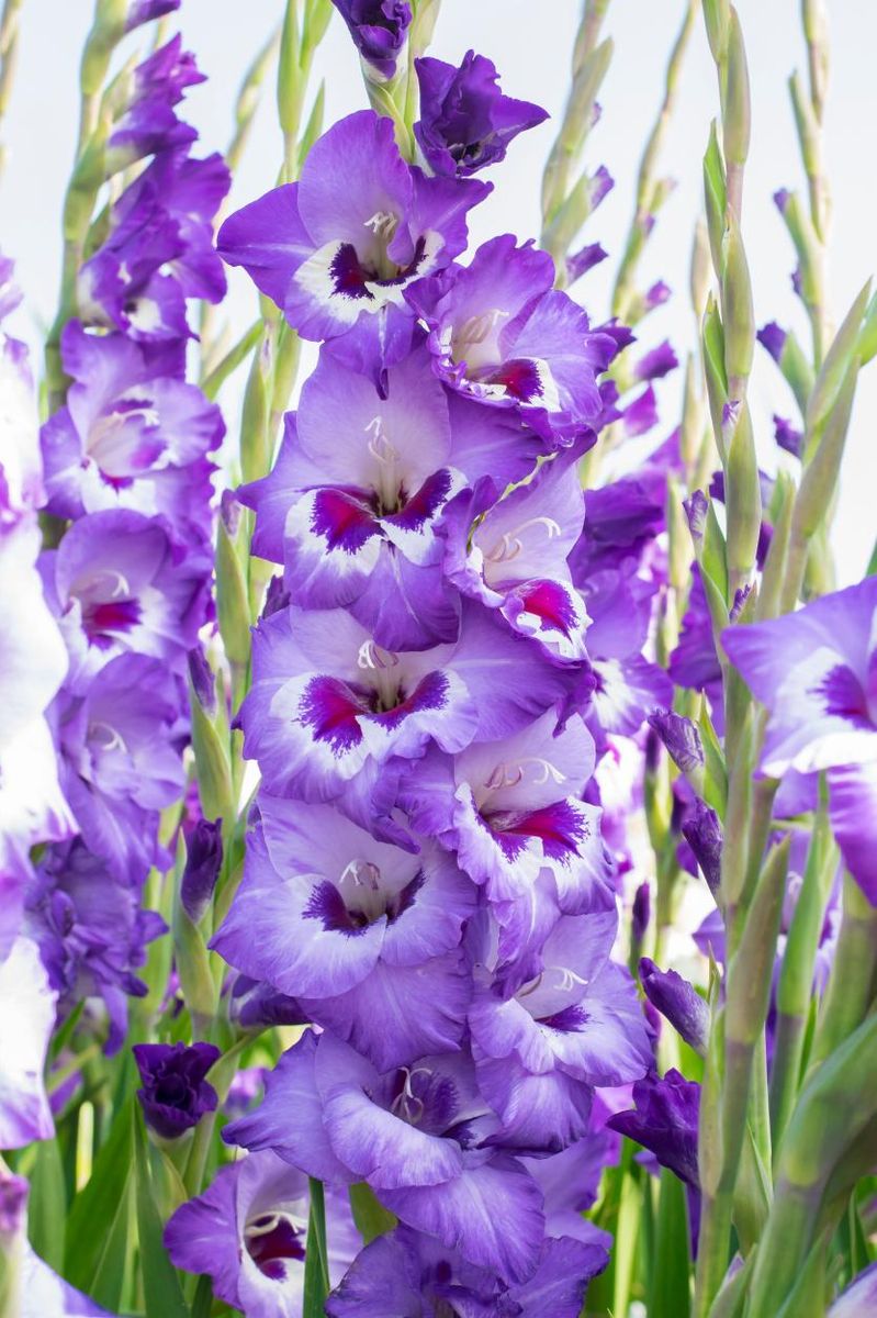 Gladiolus Vista 10 stykk Nyhet