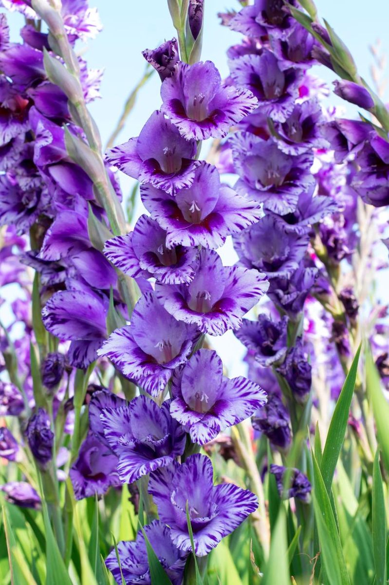 Gladiolus Passos 8 stykk Nyhet