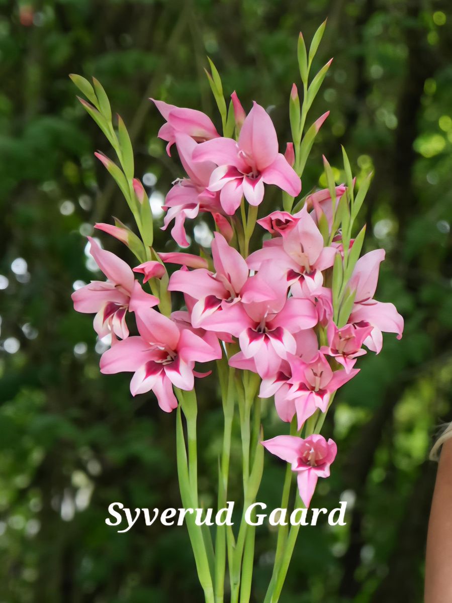 Gladiolus/Acidanthera Murielae Pink  8stykk 