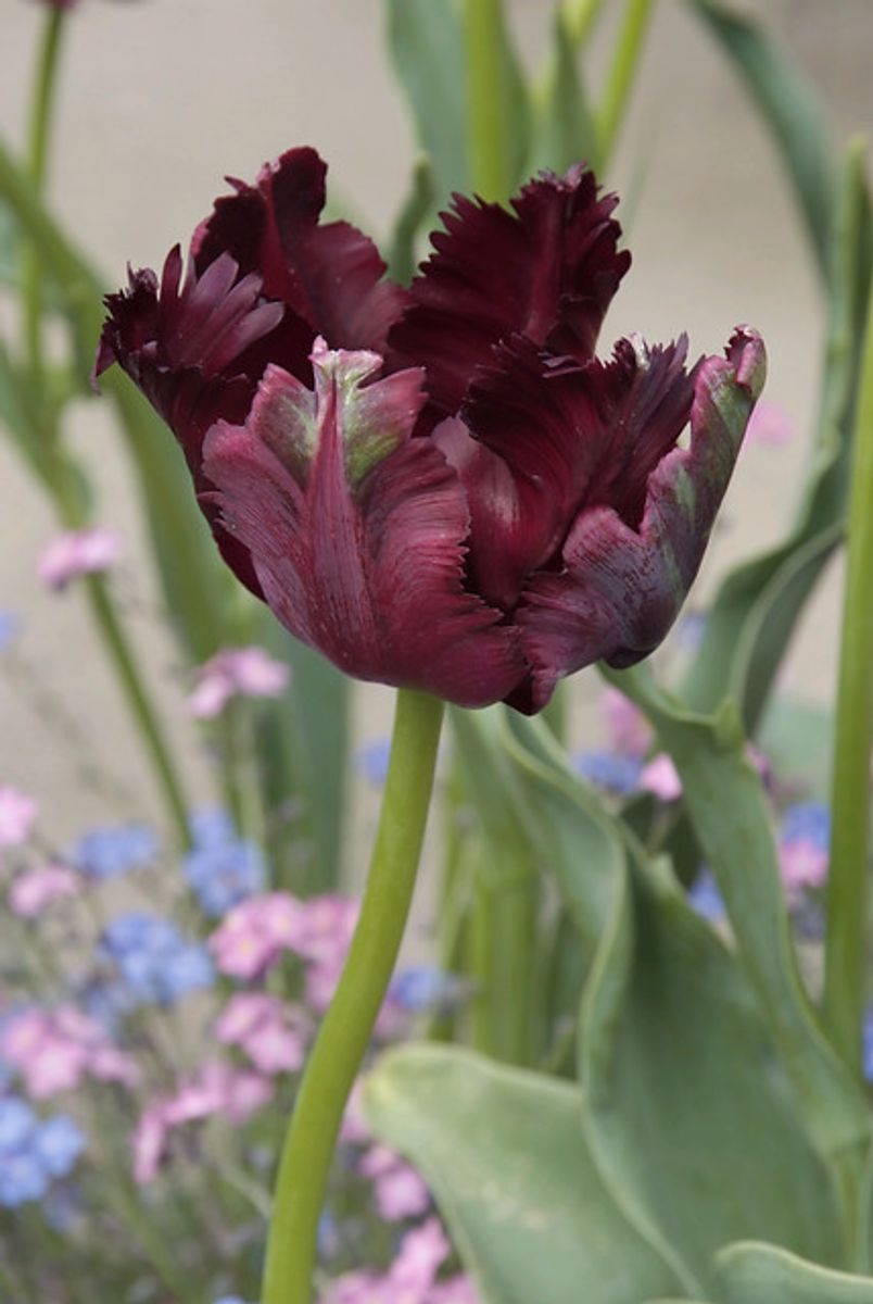 Tulipan Black Parrot 7 stykk 
