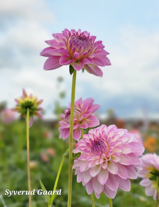 Dahlia Arbatax 