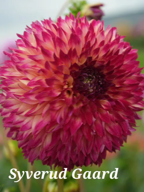 Hovedbilde Dahlia Aiyana 