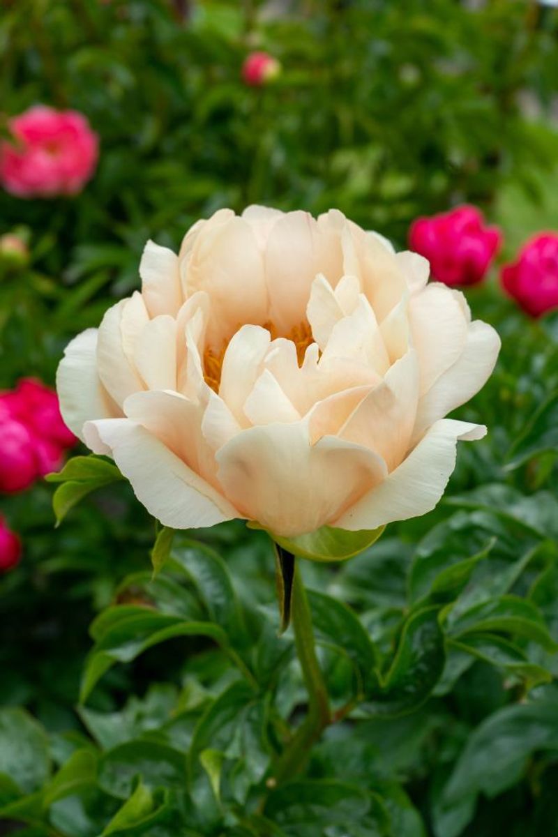 Paeonia King`s Day Nyhet