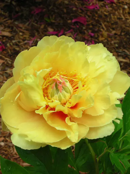 Hovedbilde Paeonia itoh Garden Treasure  Nyhet