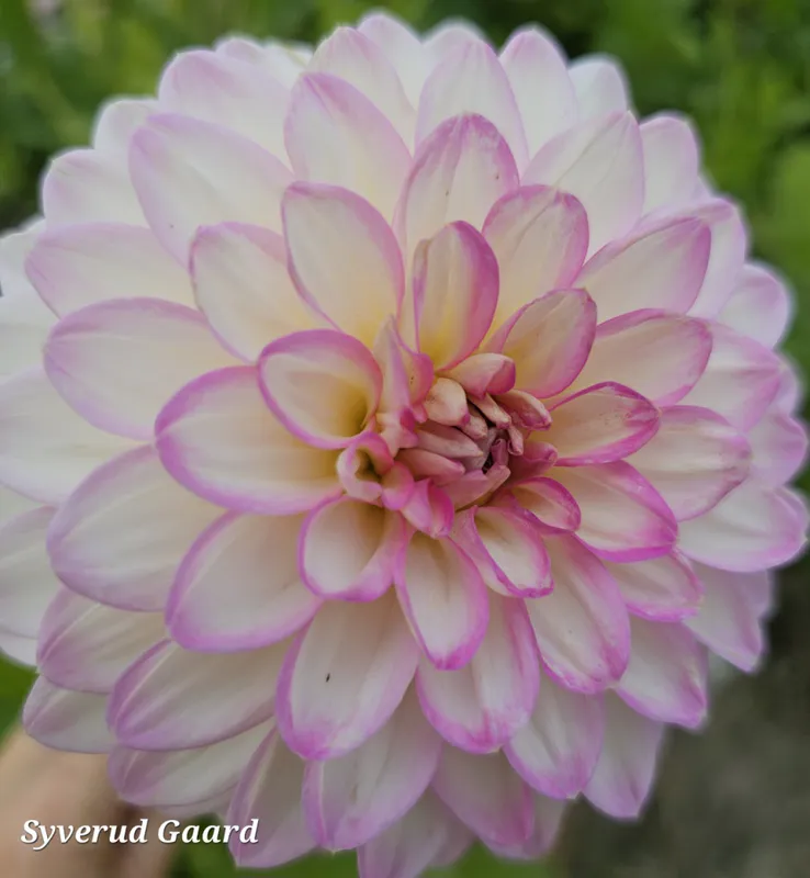 Dahlia Arbatax 