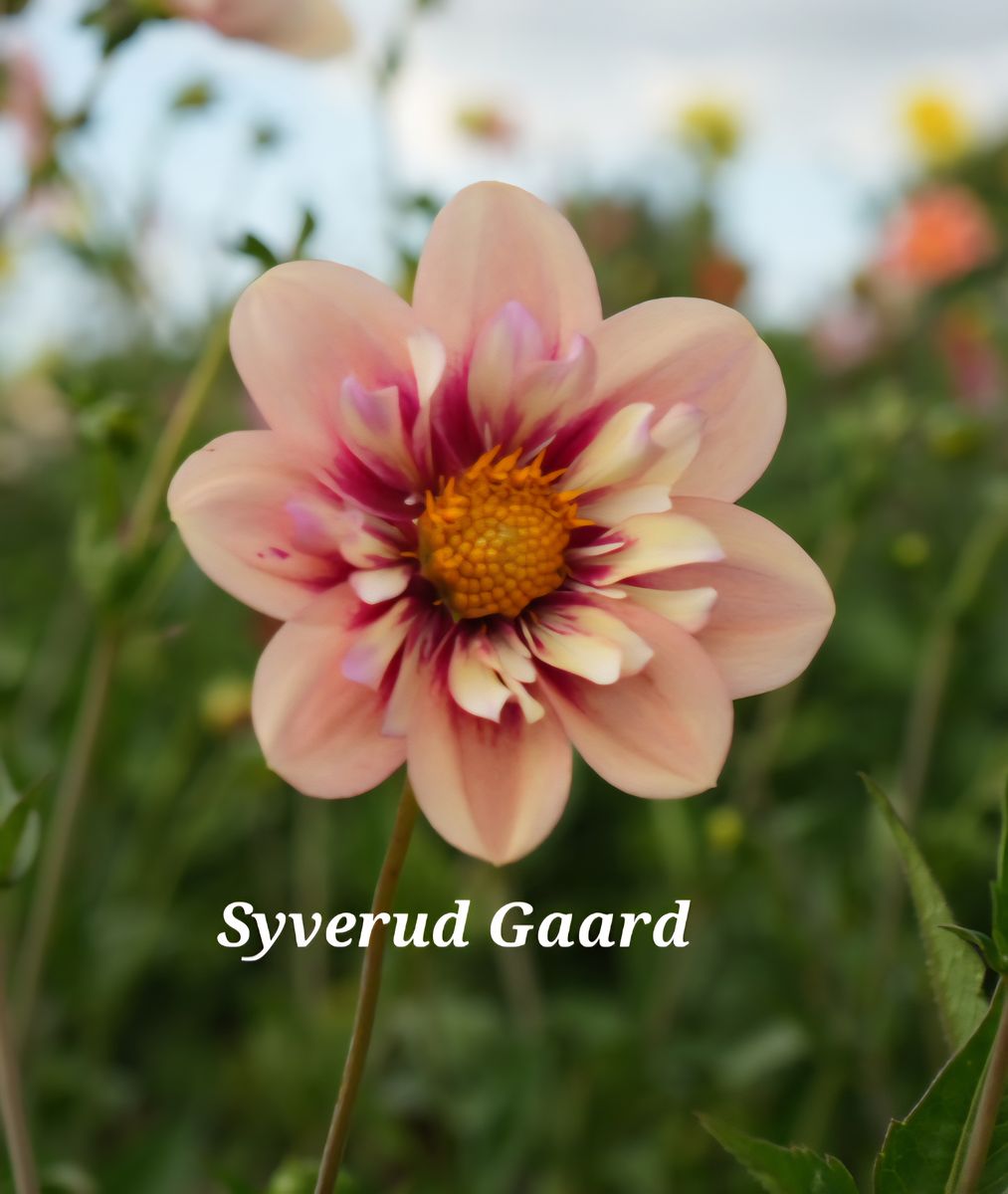 Dahlia Rhubarb & Custard Nyhet 2026